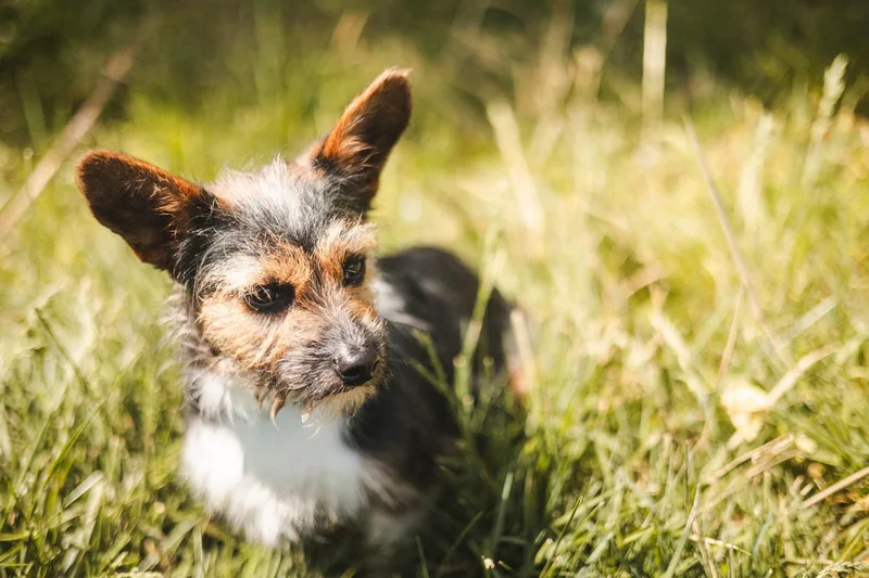 A baby small-sized male Tricolor (Brown, Black, & White) Terrier dog named Ralphie Transport for adoption in Gradyville, KY