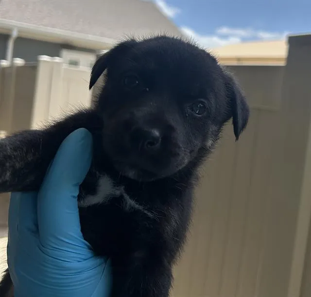 A baby medium-sized male Husky dog named Camembert for adoption in San Antonio, TX
