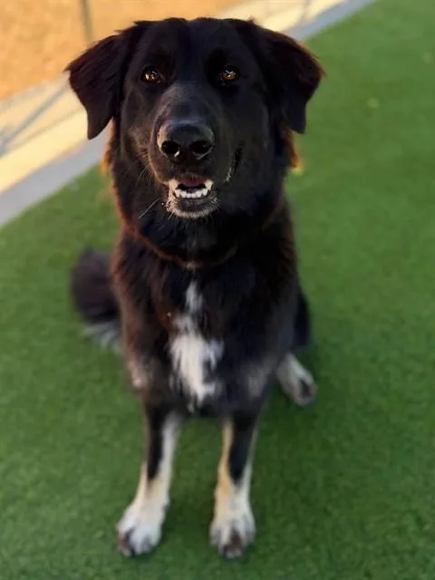 A young medium-sized female German Wirehaired Pointer dog named Rey for adoption in Agoura, CA