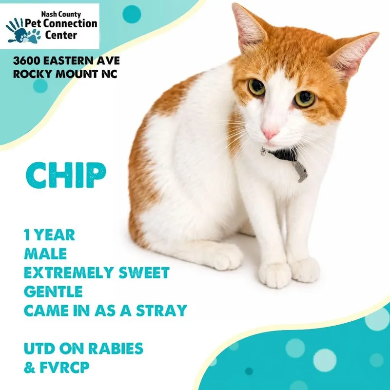 A young small-sized male Orange / Red Domestic Short Hair cat named Chip for adoption in Nashville, NC
