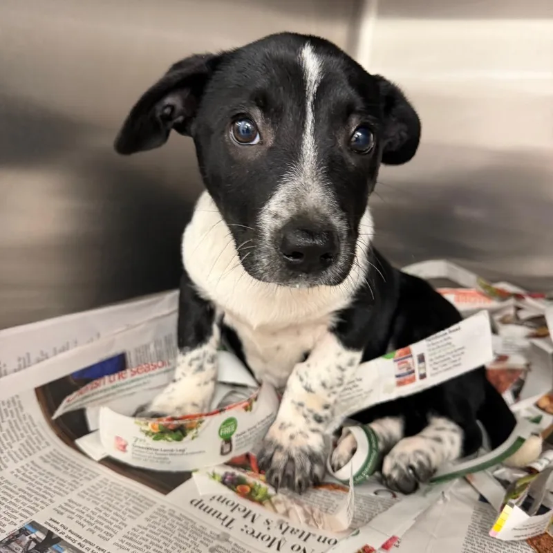 A baby small-sized male Black Mixed Breed dog named Officer for adoption in Columbiana, AL