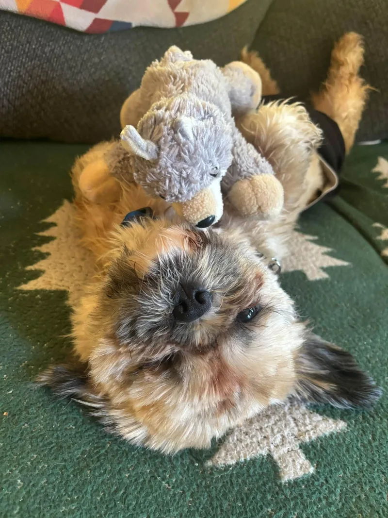 An adult small-sized male Brindle Shih Tzu dog named Figaro for adoption in Eugene, OR