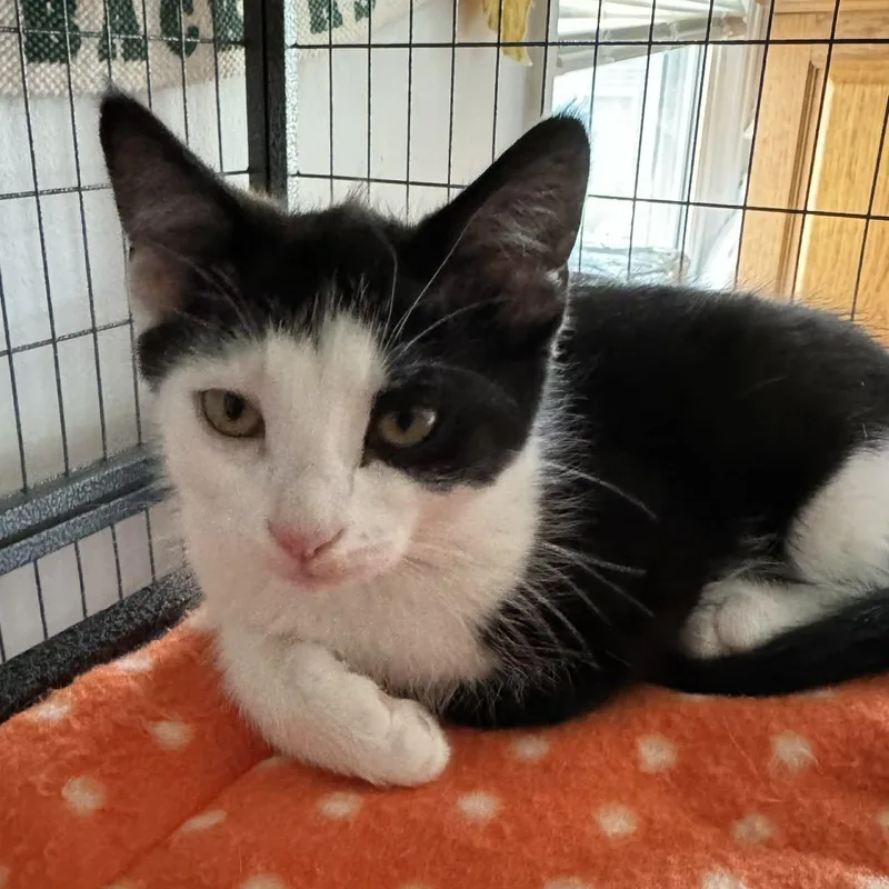 A baby small-sized male Domestic Short Hair cat named Chickadee for adoption in Milwaukee, WI
