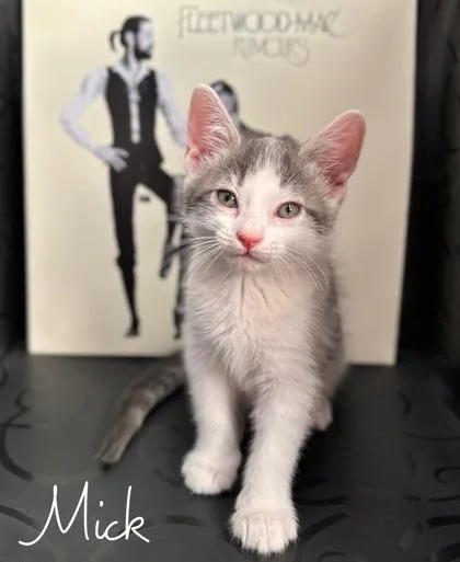 A baby small-sized male Domestic Long Hair cat named Mick for adoption in Morton Grove, IL