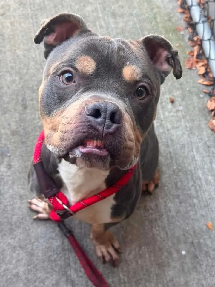 An adult medium-sized male Tricolor (Brown, Black, & White) Pit Bull Terrier dog named Guy Smiley for adoption in Chicago, IL