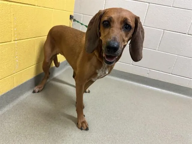 An adult medium-sized female Redbone Coonhound dog named Zoe for adoption in Colorado Springs, CO