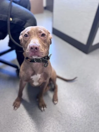 An adult medium-sized male Mixed Breed dog named Chesnut for adoption in West Chester, PA