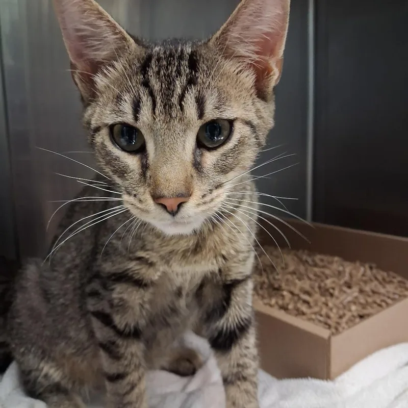 A young medium-sized male Brown / Chocolate Domestic Short Hair cat named Reaper for adoption in Newark, NJ