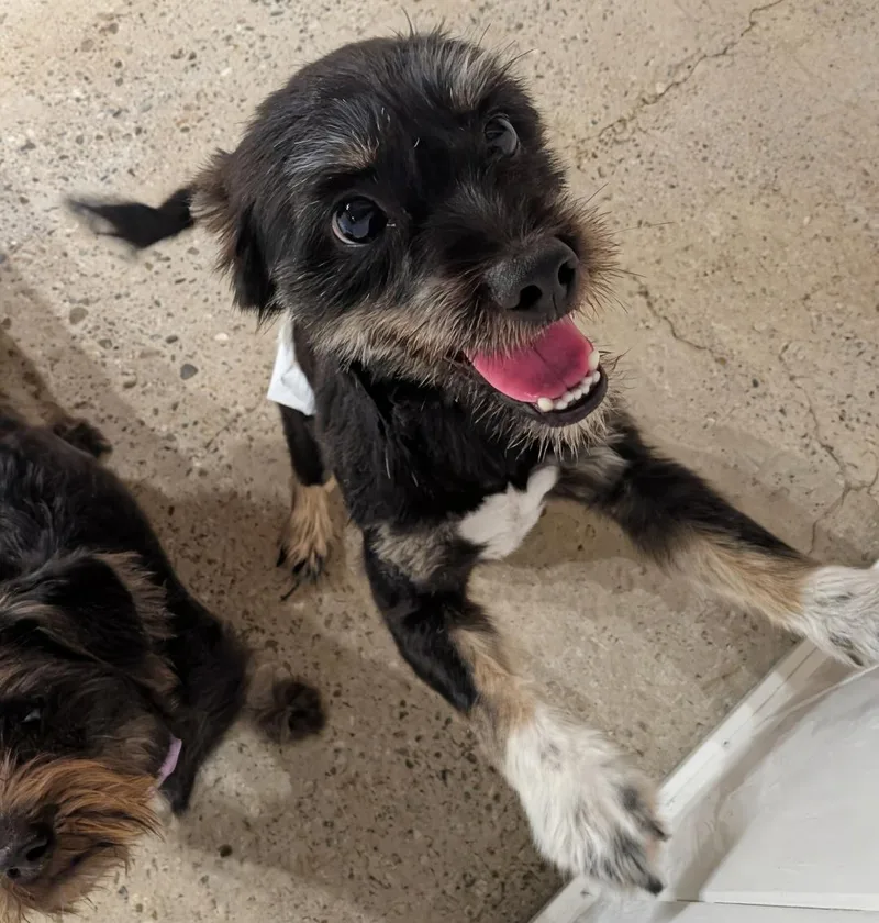 An adult small-sized male Schnauzer dog named Dick Chasey for adoption in Thousand Oaks, CA