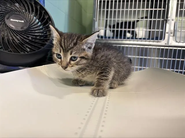 A baby small-sized female Domestic Short Hair cat named Kova for adoption in Grand Prairie, TX