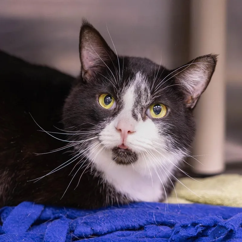 A senior large-sized male Black Domestic Short Hair cat named Patches for adoption in Mentor, OH
