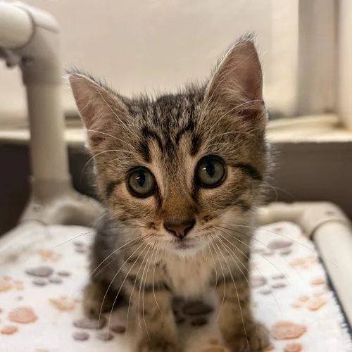 A baby small-sized female Tabby (Brown / Chocolate) Domestic Short Hair cat named Fish for adoption in Tipp City, OH