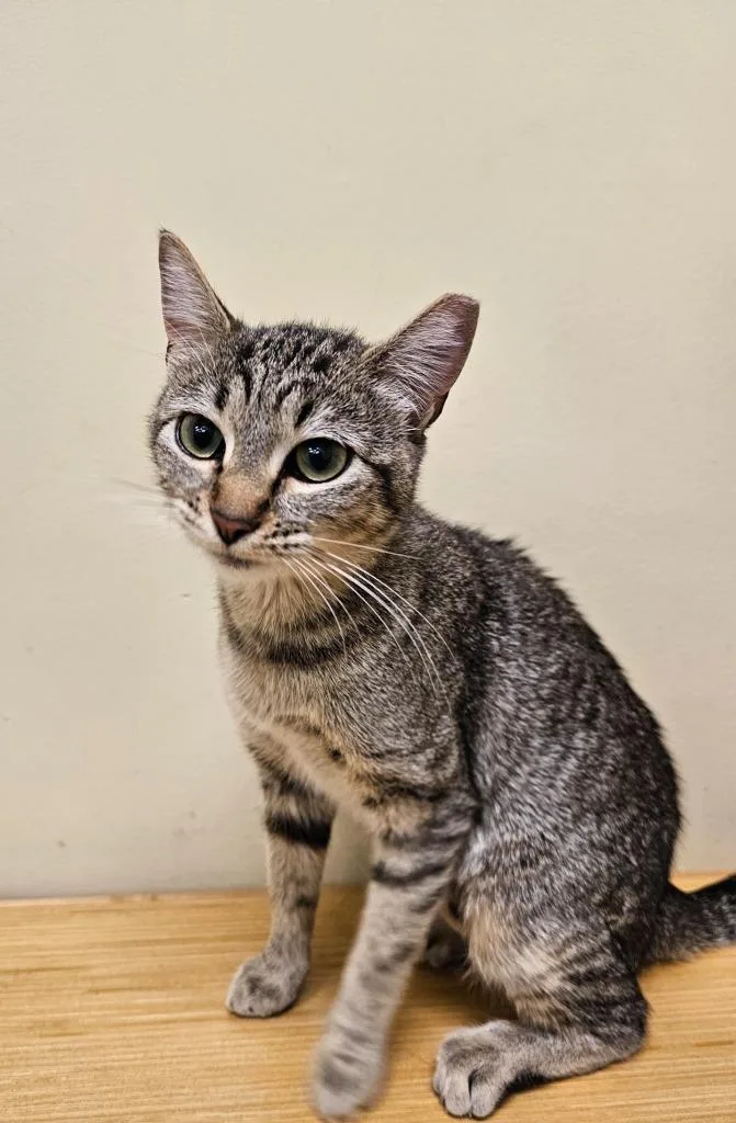 A baby medium-sized female Domestic Short Hair cat named Gretel for adoption in Salt Lake City, UT