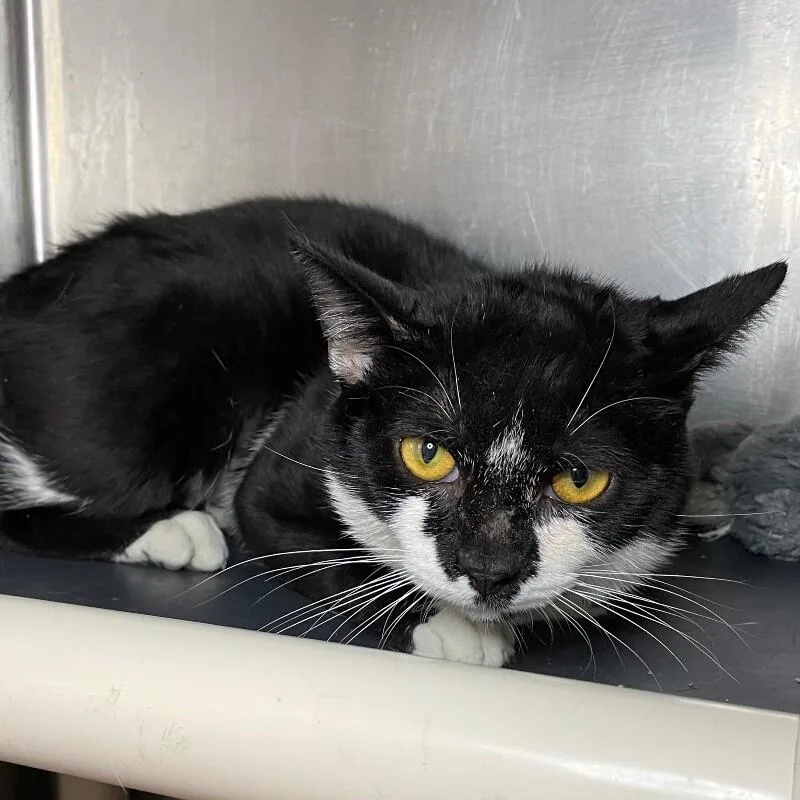 A young medium-sized male Domestic Short Hair cat named Yogi for adoption in Roanoke, VA