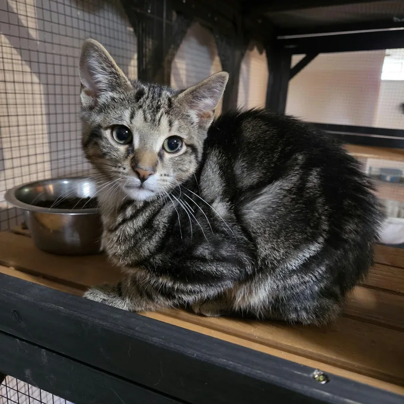 A baby medium-sized male Domestic Short Hair cat named Francis for adoption in Royal Oak, MI