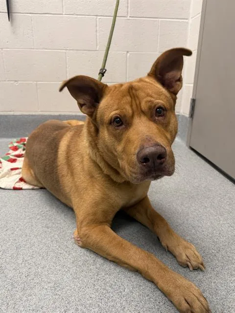 An adult large-sized male Labrador Retriever dog named Bubbers for adoption in Indianapolis, IN