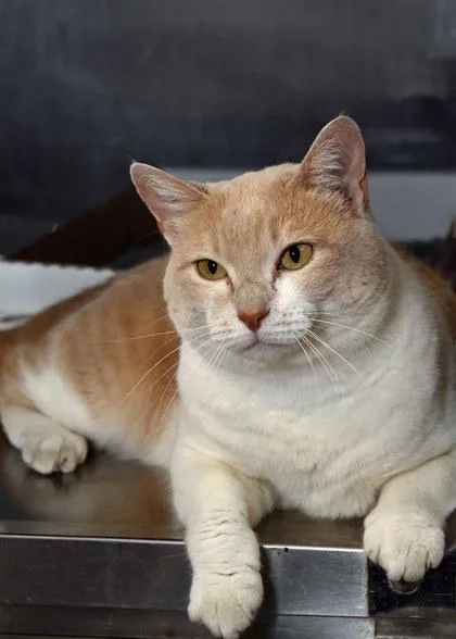 An adult medium-sized female Domestic Short Hair cat named Flint for adoption in Baton Rouge, LA