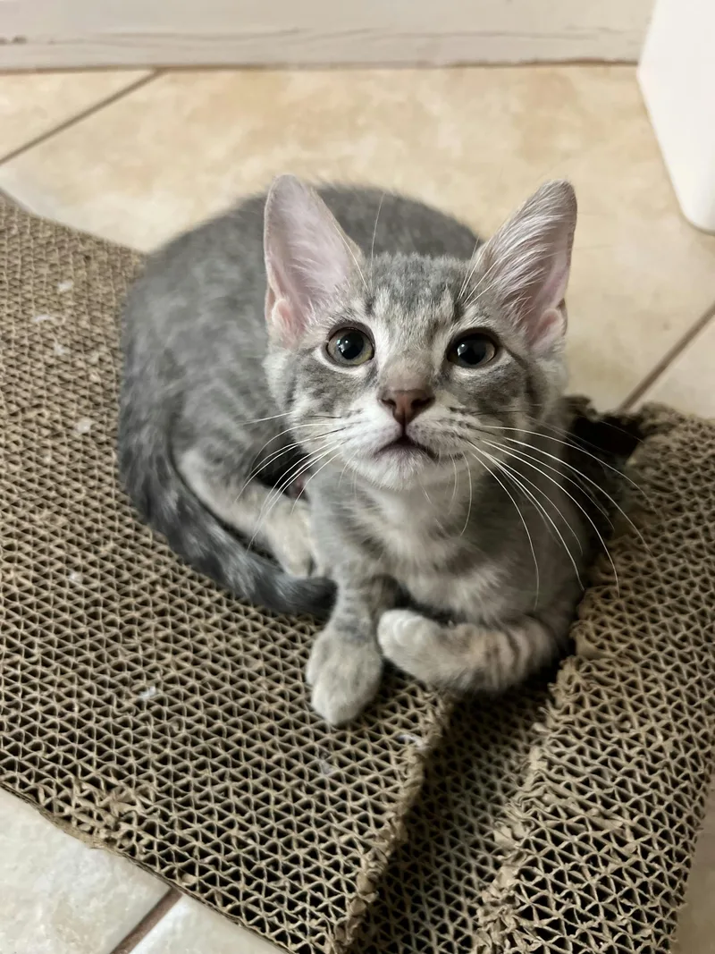 A baby medium-sized female Tabby (Gray / Blue / Silver) Domestic Short Hair cat named Sophia for adoption in Houston, TX