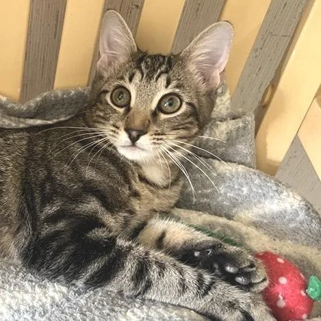 A young medium-sized male Black American Shorthair cat named Hammy for adoption in Freeport, FL
