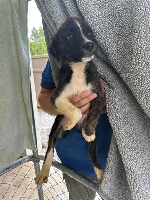 A baby medium-sized male Feist dog named Nitrogen for adoption in Cookeville, TN