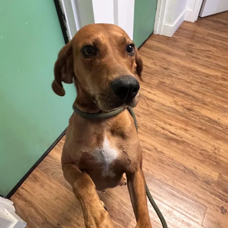 A young medium-sized male Red / Chestnut / Orange Coonhound dog named Gomez for adoption in Grass Valley, CA