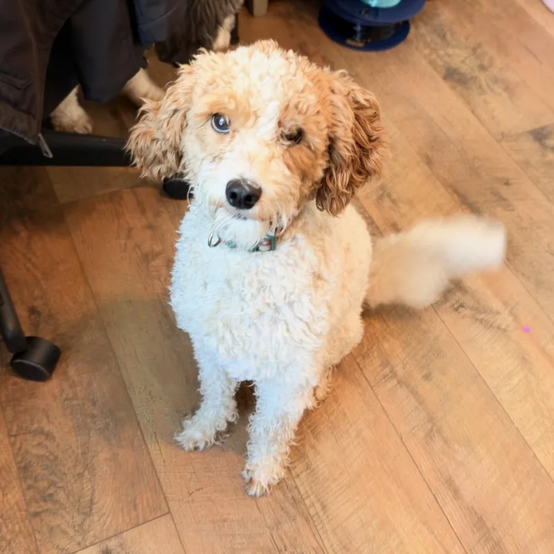 A young small-sized male Golden Retriever dog named CoCo for adoption in Peculiar, MO