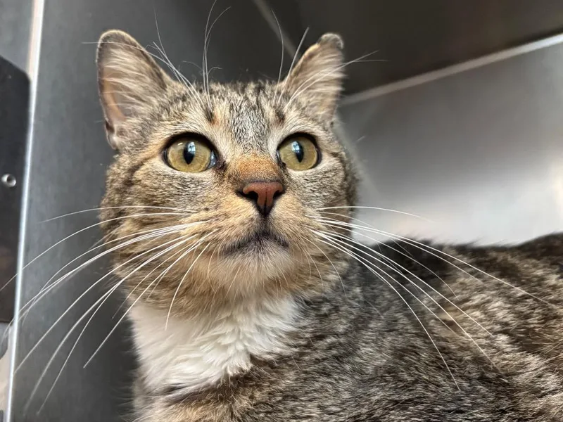 A young small-sized female Tabby cat named Poppy for adoption in Powell, OH