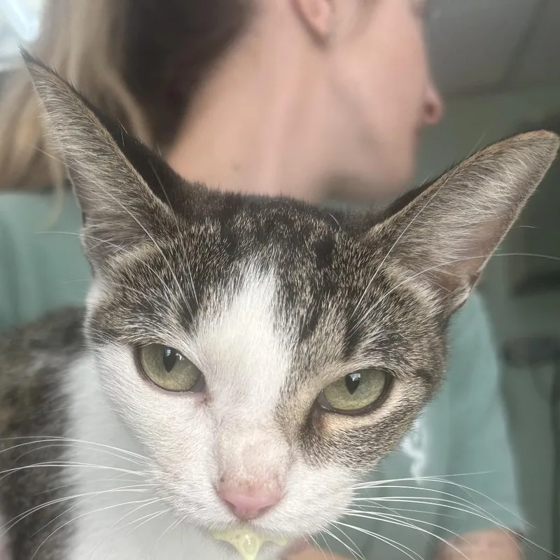 An adult medium-sized female Domestic Short Hair cat named Lucy for adoption in Cleveland, MS