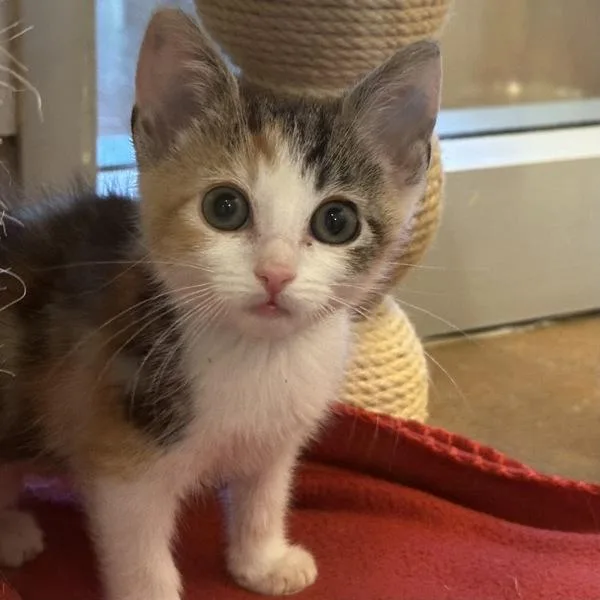 A baby small-sized female Domestic Short Hair cat named Reunion for adoption in Walnut Creek, CA