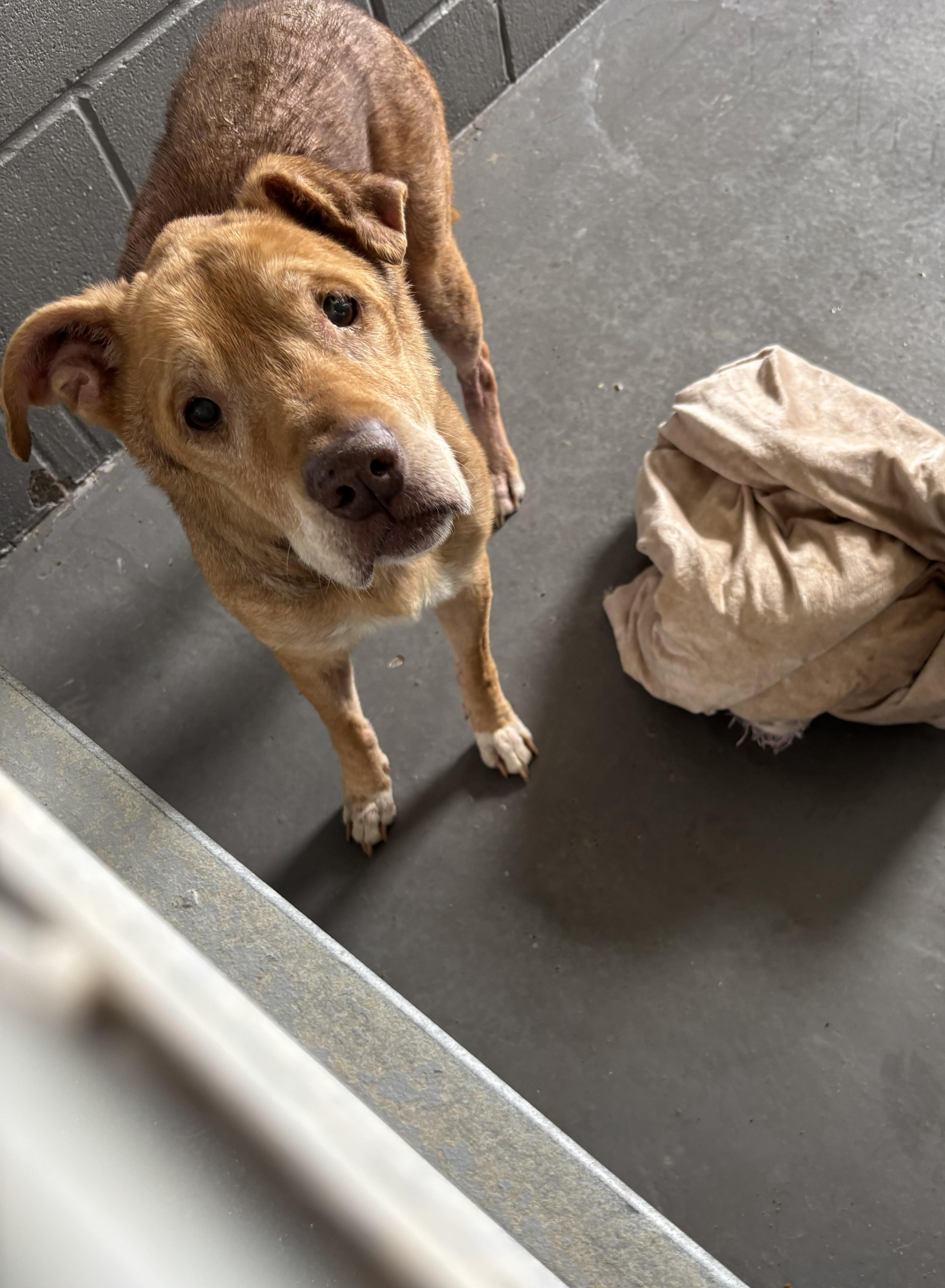 A senior medium-sized female Mixed Breed dog named Reba for adoption in Edna, TX