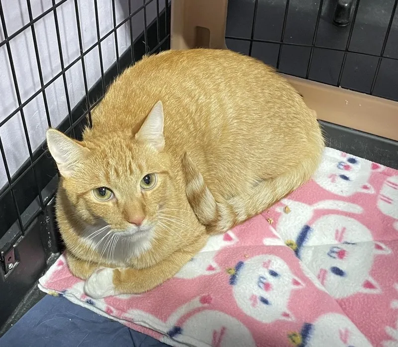 A young medium-sized male Domestic Short Hair cat named Cheezit for adoption in Ferndale, MI