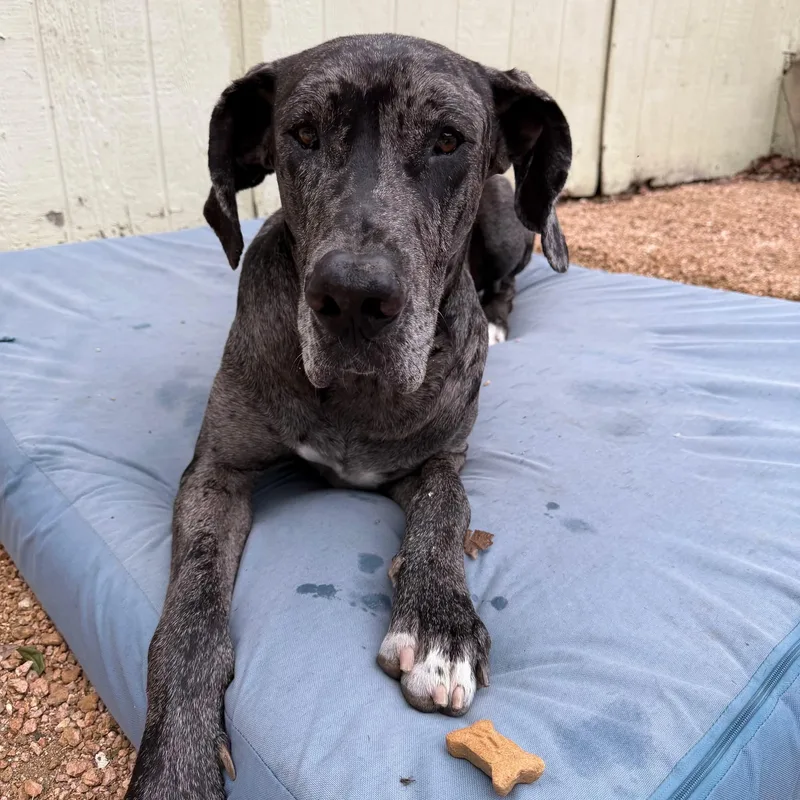 An adult extra large-sized male Merle (Blue) Great Dane dog named Mister Cupcake for adoption in Bullard, TX