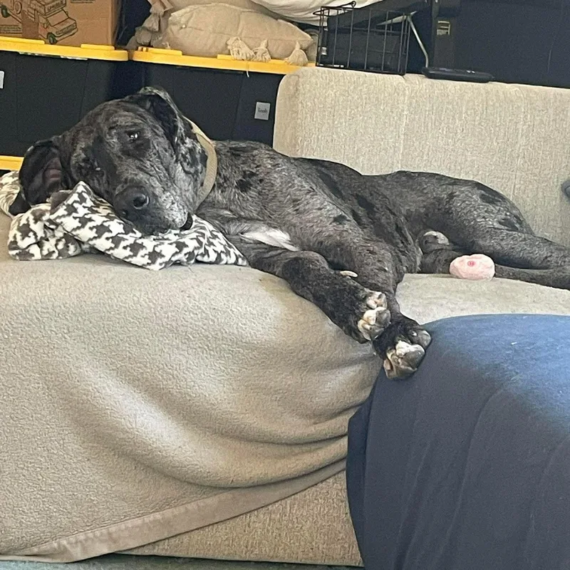 Mister Cupcake thumbnail 2