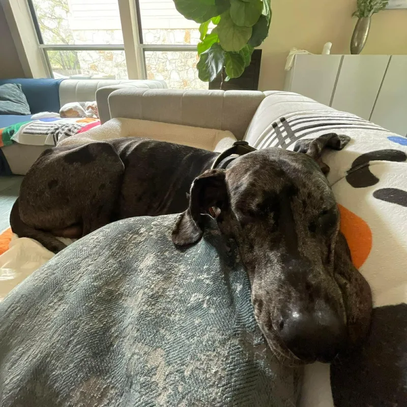 Mister Cupcake thumbnail 3