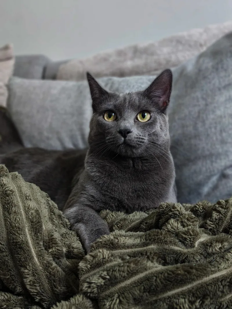 A young medium-sized female Gray / Blue / Silver Domestic Short Hair cat named Princess for adoption in Chicago, IL