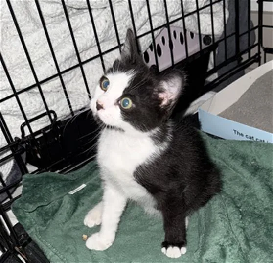 A baby small-sized male Domestic Short Hair cat named Creed for adoption in Charlotte, NC