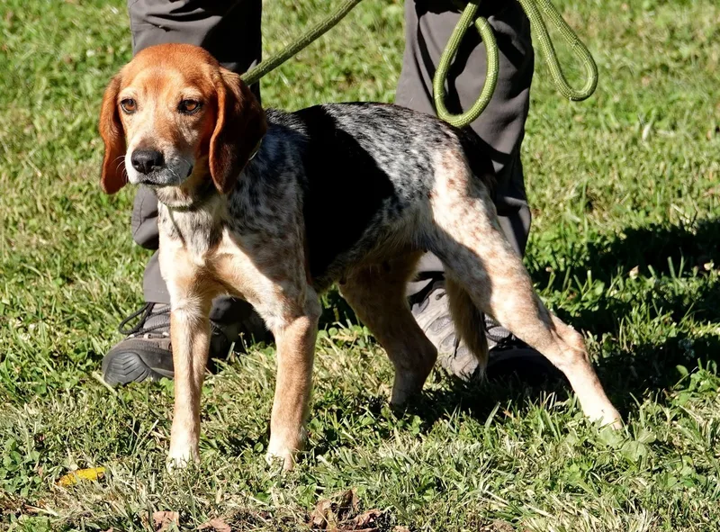 An adult small-sized female Beagle dog named Kackles for adoption in Millfield, OH