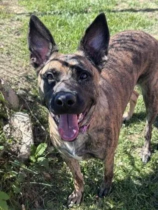 An adult large-sized female Mixed Breed dog named Ari Fiona for adoption in West Chester, PA