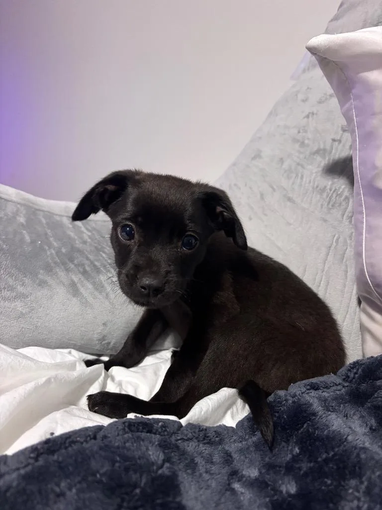 A baby small-sized male Terrier dog named Remi for adoption in Forsyth, GA