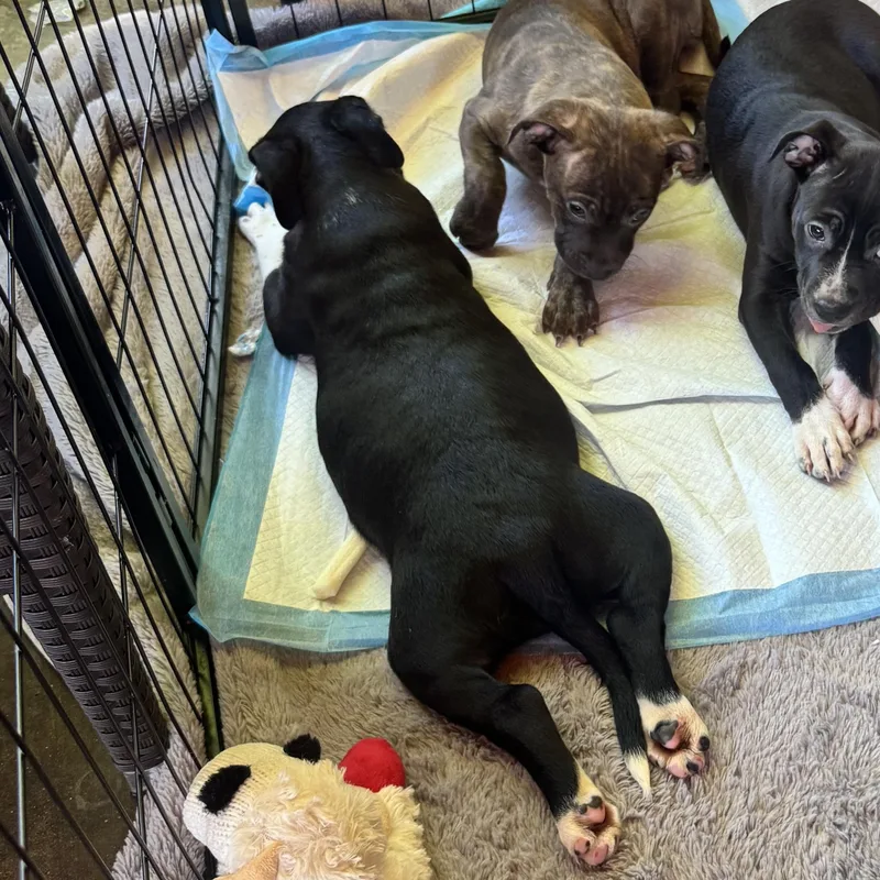 A baby medium-sized female Pit Bull Terrier dog named Princess for adoption in Lincoln, CA