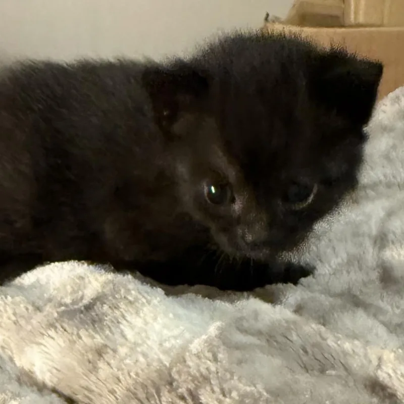 A baby small-sized female Black Domestic Medium Hair cat named Opal for adoption in Jefferson city, TN