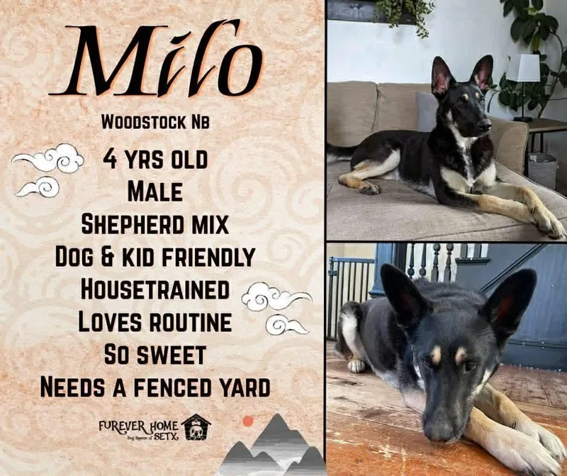 An adult medium-sized male Shepherd dog named Milo for adoption in Lumberton, TX