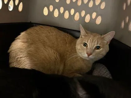 An adult medium-sized male Buff / Tan / Fawn Domestic Short Hair cat named Potato for adoption in Kansas City, MO