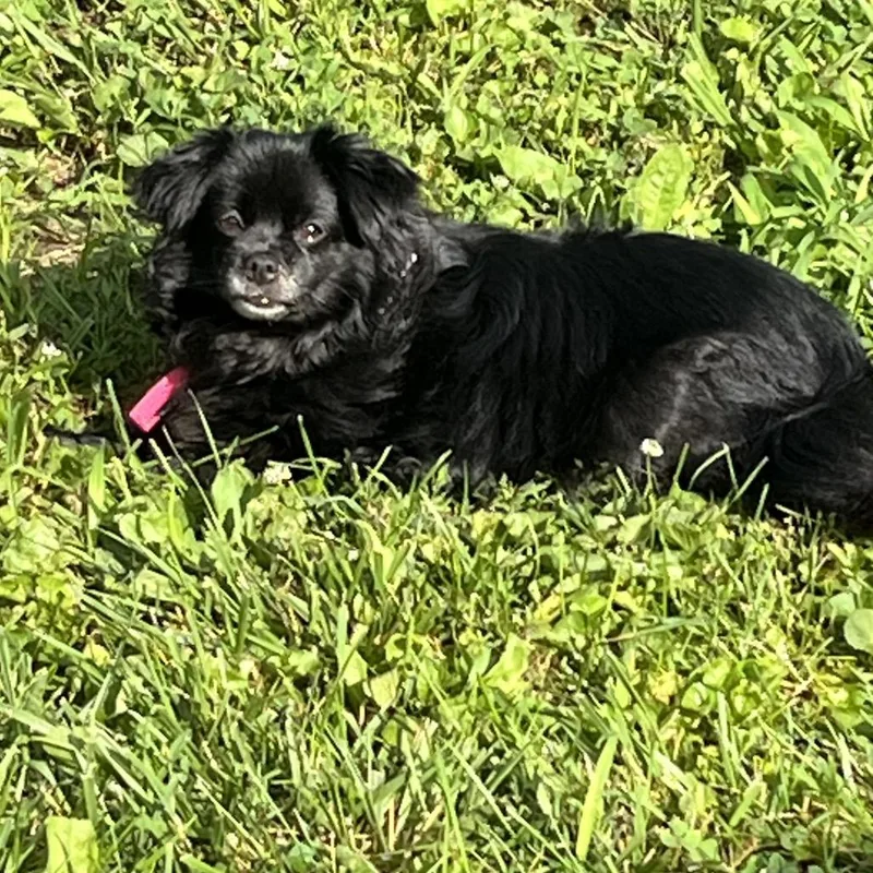 A senior small-sized female Black Pekingese dog named Ember for adoption in Farmersville, OH