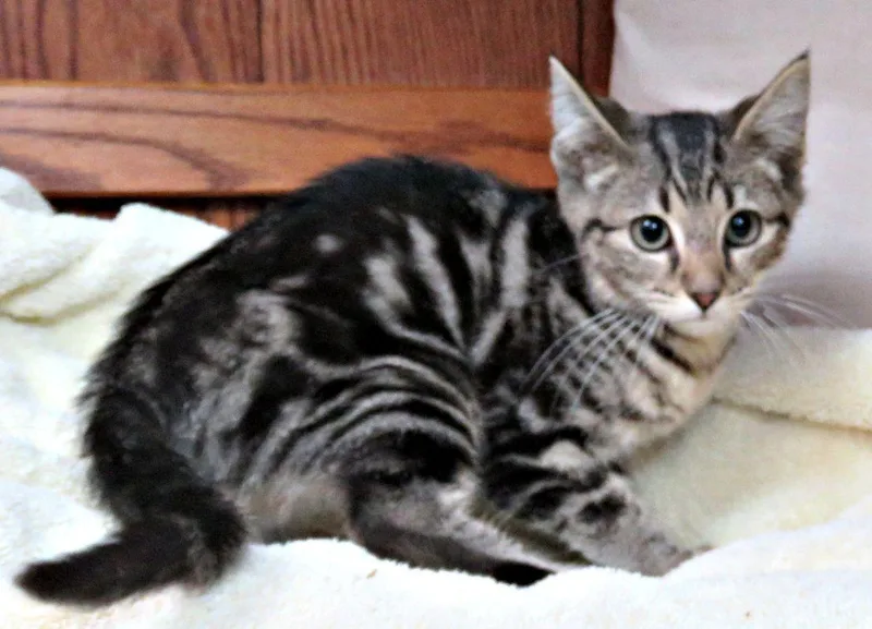 A baby medium-sized male Tabby (Brown / Chocolate) Domestic Short Hair cat named Grape for adoption in Lexington, VA