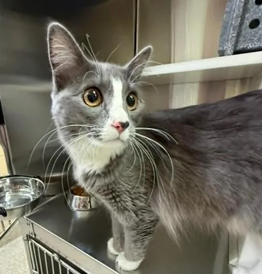 A young medium-sized female Domestic Long Hair cat named Beauty for adoption in Colorado Springs, CO