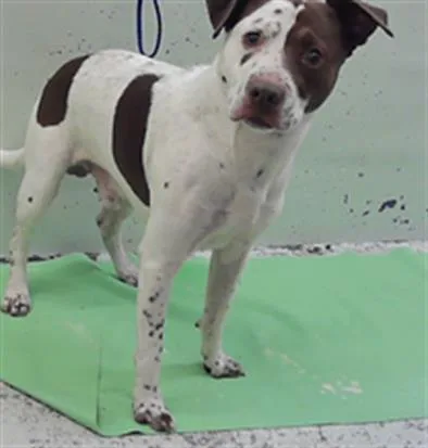 An adult medium-sized male Staffordshire Bull Terrier dog named Junior for adoption in Houston, TX