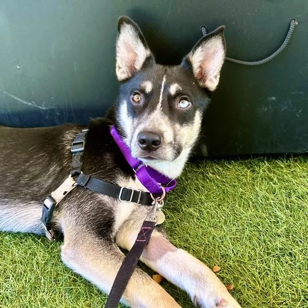 A young medium-sized male Siberian Husky dog named Yukon for adoption in Walnut Creek, CA