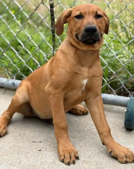 A baby medium-sized male German Shepherd Dog dog named Relish for adoption in Louisville, IL
