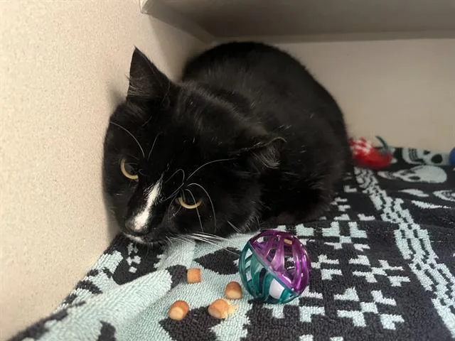 An adult small-sized male Domestic Short Hair cat named Spats for adoption in Denver, CO